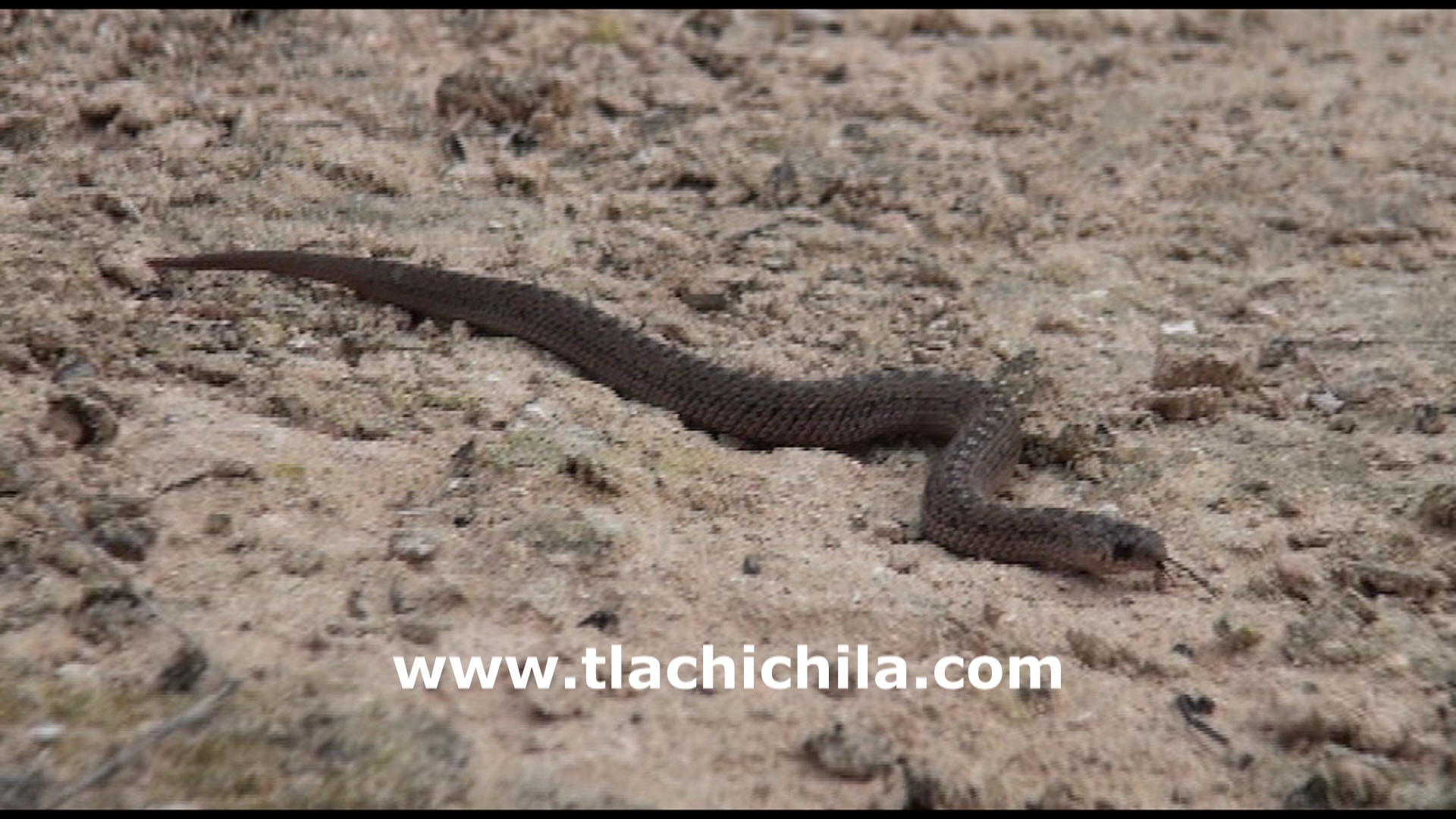 encuentran vibora de tamaño insospechable en los cardos al hacer panoramicas
