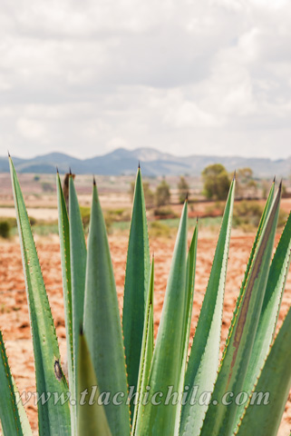 Cultivo de Maguey en Tlachichila
